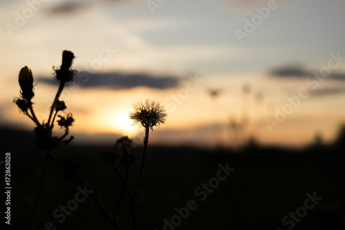 Meadow flowers silhouettes during sunset. Slovakia