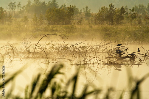 The swamp dwellers photo