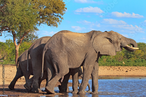 Photography elephants at a waterhole in makololo, Hwange, Zimbabwe
