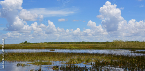 Florida wetland. Everglades National Park in Florida  USA.
