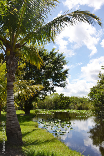 Tropical landscape