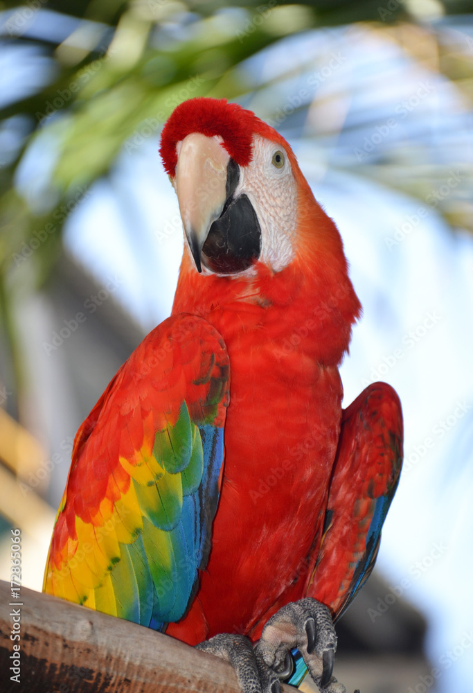Fototapeta premium Portrait of Amazon macaw parrot