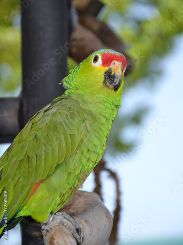 Green brazilian parrot