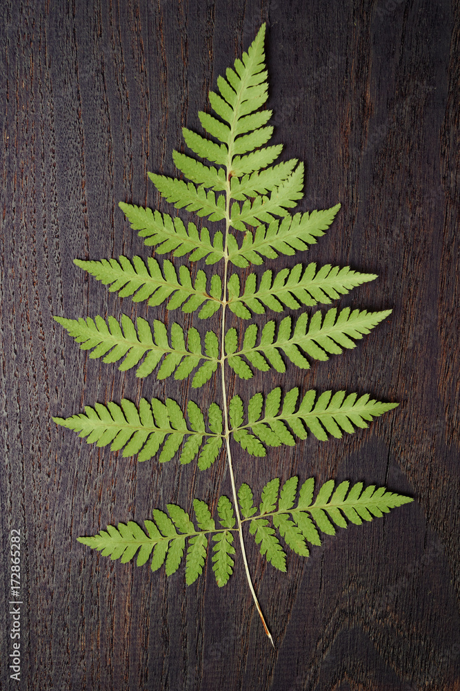 Fern leaf on dark wood Fern leaf on dark wood