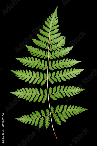 Fern leaf isolated on black background
