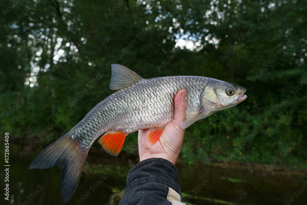 Chub in fisherman's hand Chub in fisherman's hand