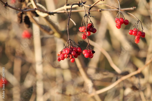 molsbroek photo