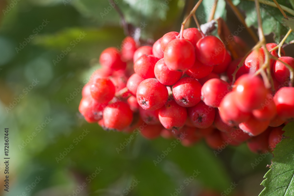 ripened rump in a branch macro photo ripened rump in a branch macro photo