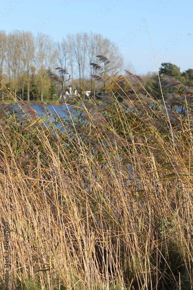 Obraz premium labrador retriever