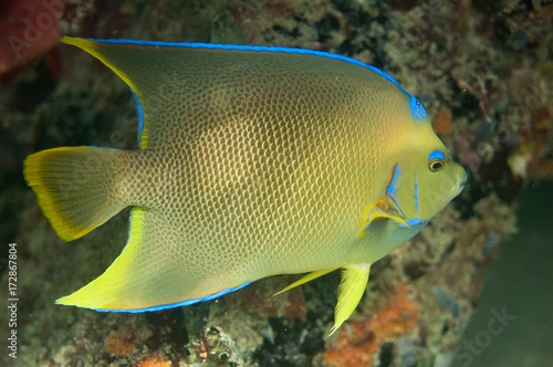 Image of a Blue Angelfish on a reef. © pipehorse