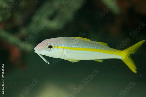 Image of a Yellow Goat fish on a reef.