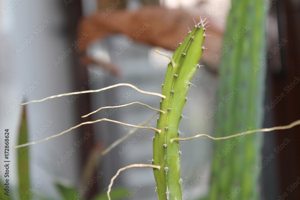 Naklejka premium wild flower