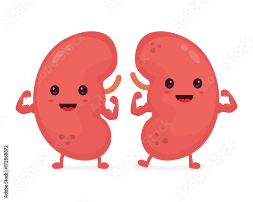 Happy cute smiling healthy kidney. Vector 