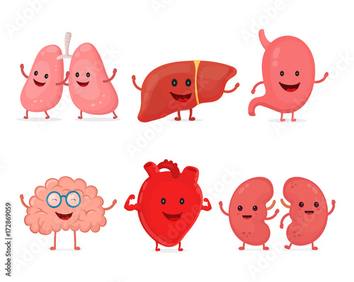 Cute smiling happy human healthy strong organs set.