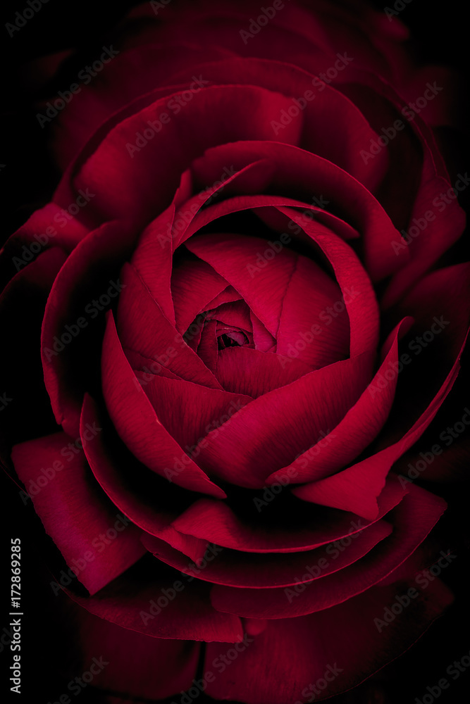 Ranunculus macro Ranunculus macro