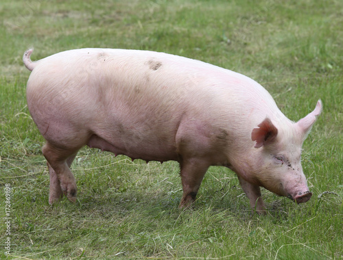  Closeup photo of a cute piglet on animal farm summertime