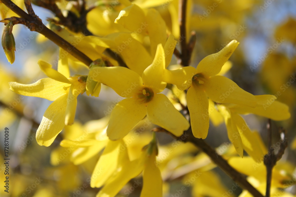 Obraz premium forsythia