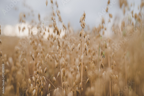 Agriculture. Ears of organic oat in the field