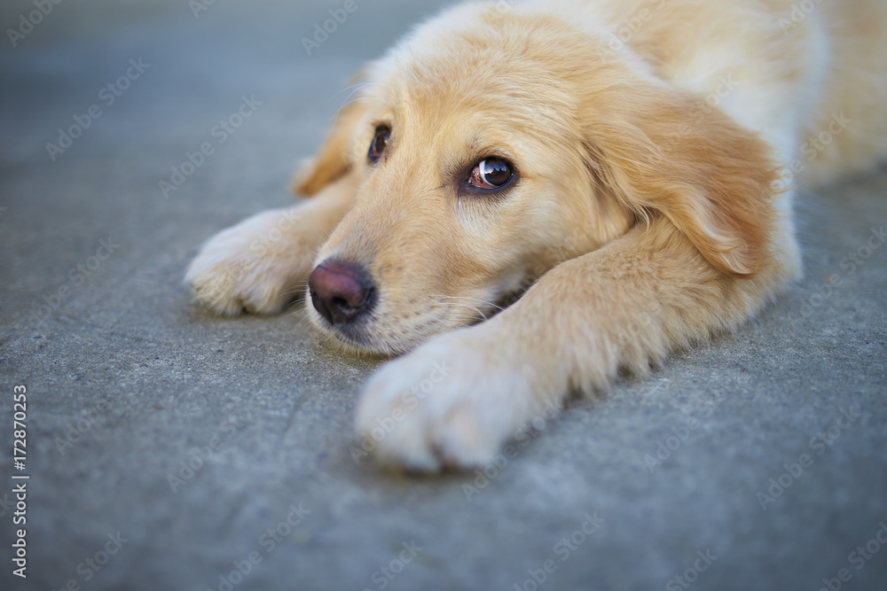 young Golden Retriever outdoor young Golden Retriever outdoor