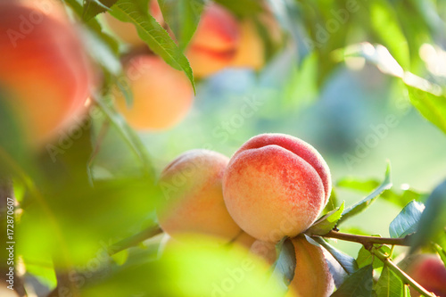 peach fruits