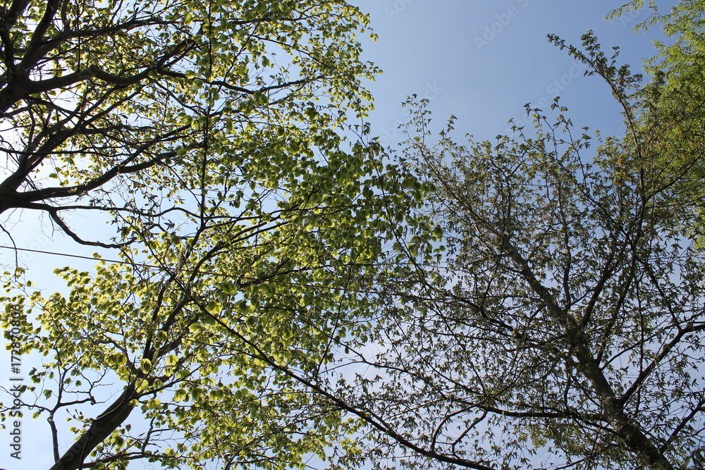 Obraz premium wild flower