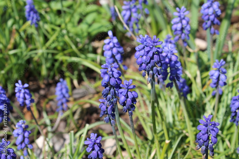 wild flower wild flower