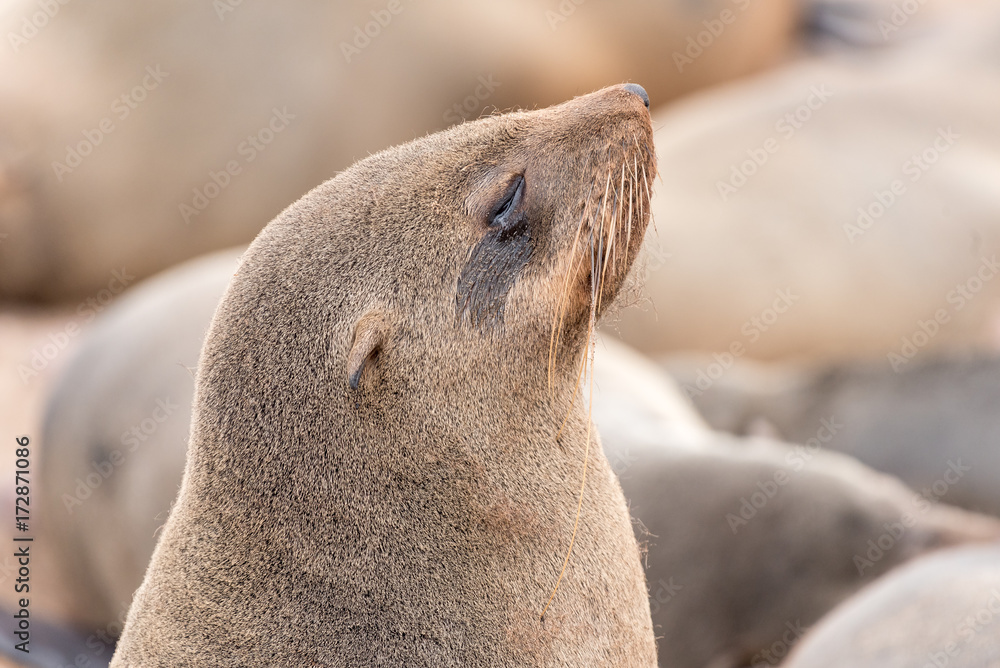 Fototapeta premium Close-up of a Cape Fur Seal at Cape Cross
