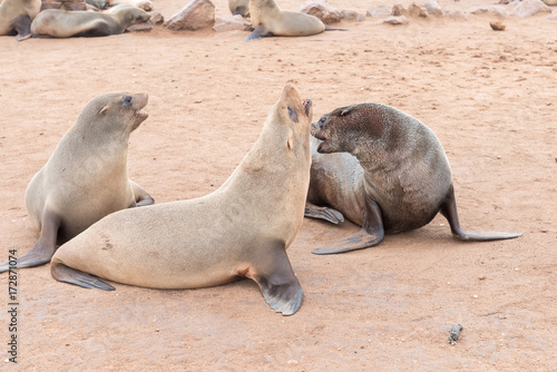 Cape Fur Seals, Arctocephalus pusillus, at Cape Cross