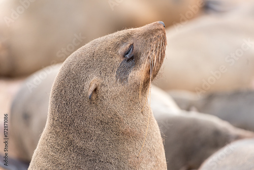 Close-up of a Cape Fur Seal at Cape Cross