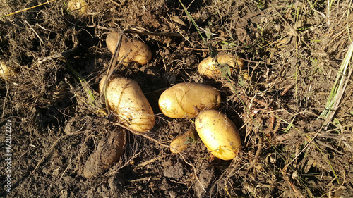 Potatoes Harvesting