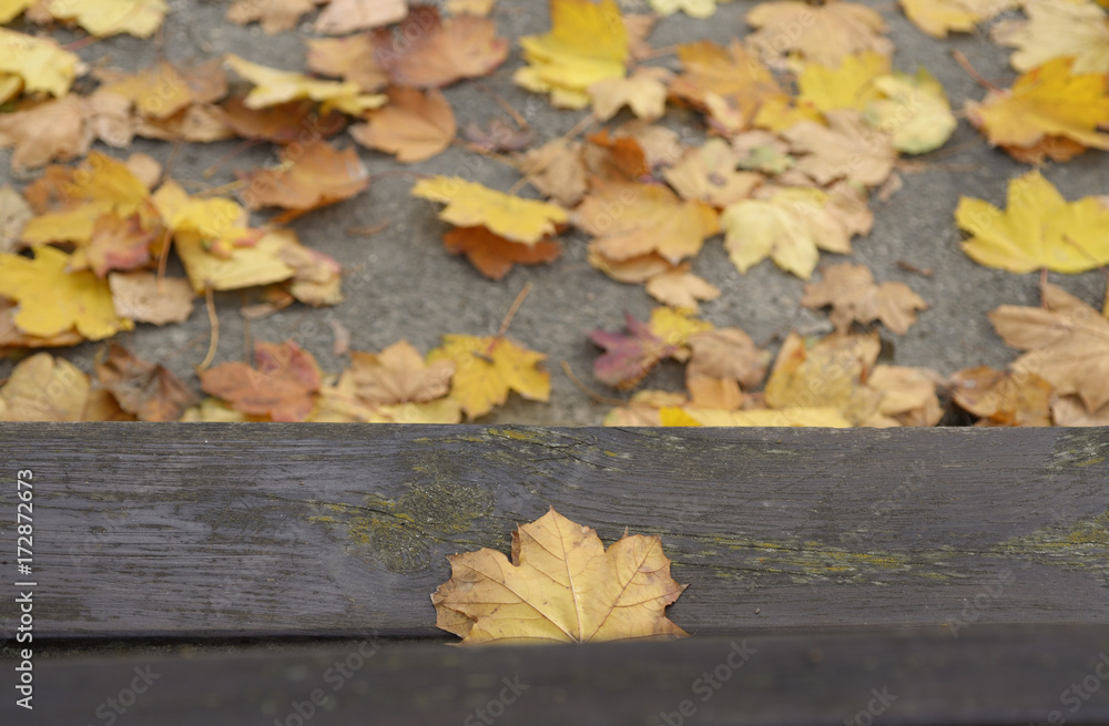 leaf on bench
