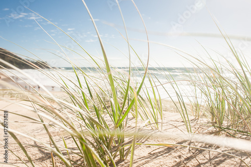 View of  grass growing on beach photo