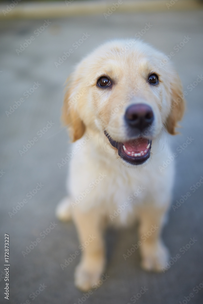 adorale young Golden retriever outdoor adorale young Golden retriever outdoor