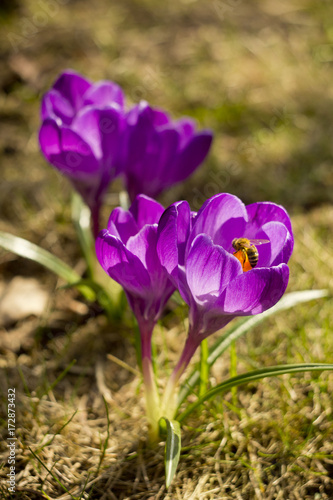 crocus