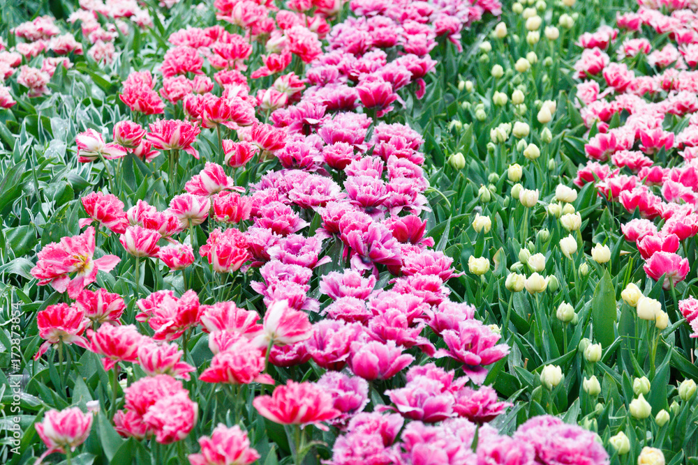Flowerbed with tulips and hyacinths Flowerbed with tulips and hyacinths
