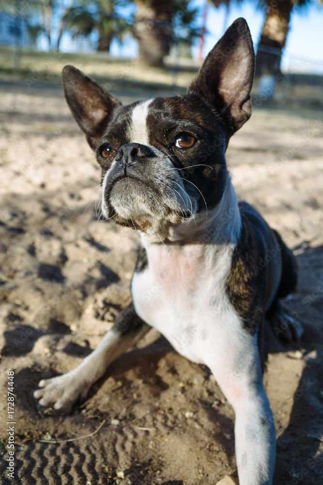 Bruce the Boston Terrier Pug at play. Bruce the Boston Terrier Pug at play.