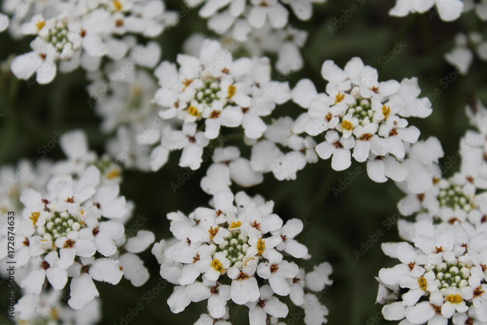 wild flower wild flower