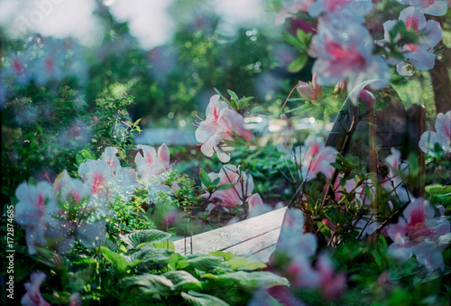 Wooden bench among beautiful red and white flower garden