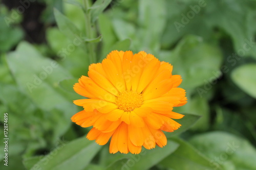 marigold