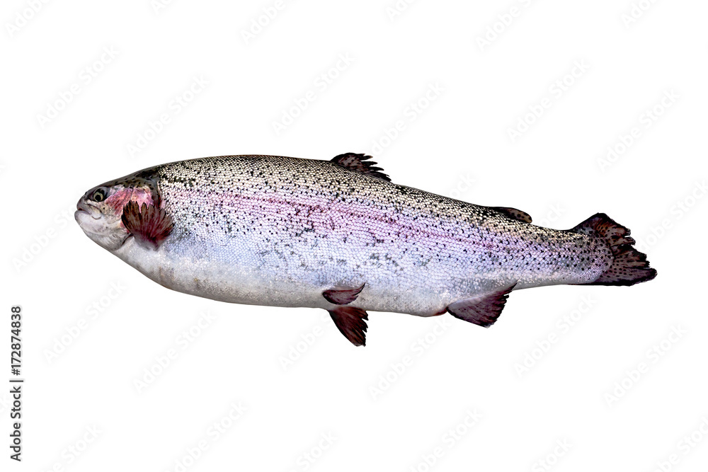Trout on a white background Trout on a white background