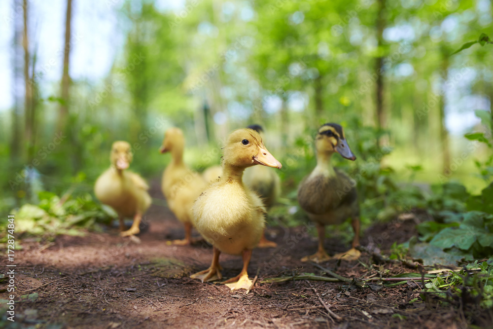 yellow duckling outdoor yellow duckling outdoor