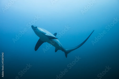 thresher shark
