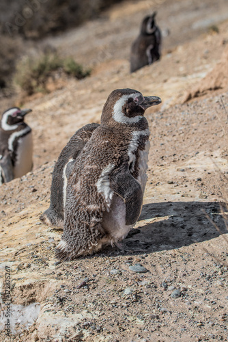 Magellanic penguins at the nest, peninsula Valdes, Patagonia
