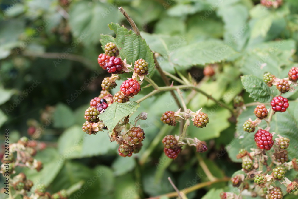 blackberry blackberry