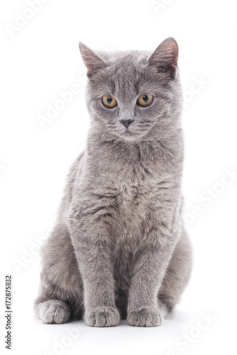 Gray cat.