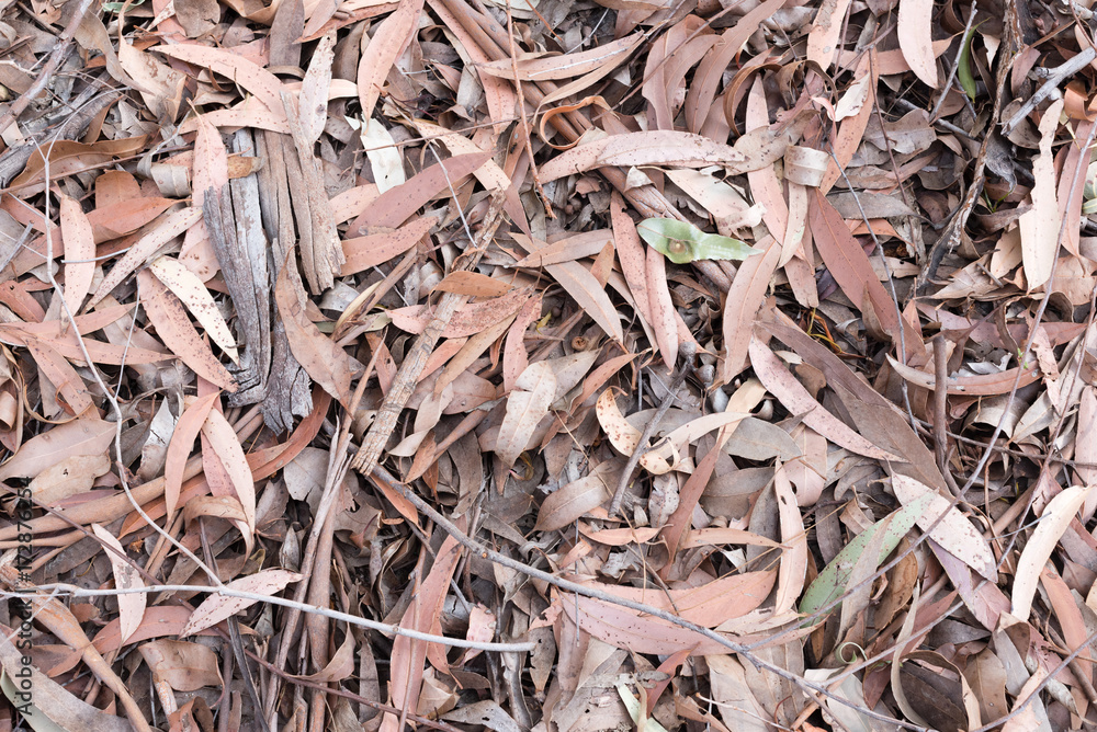 Nature background - high angle full frame view of natural eucalyptus leaf mulch Nature background - high angle full frame view of natural eucalyptus leaf mulch