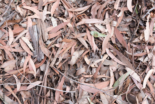 Nature background - high angle full frame view of natural eucalyptus leaf mulch