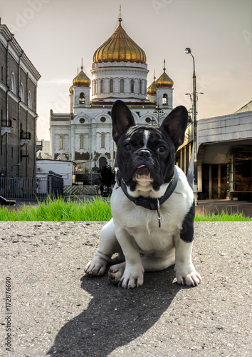 Cute black and white french bulldog