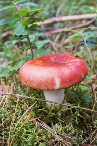 Red russula alone in the glade