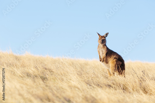 kangaroo in grasslands